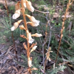 Gastrodia sesamoides (Cinnamon Bells) at Canberra Central, ACT - 25 Nov 2023 by Jenny54