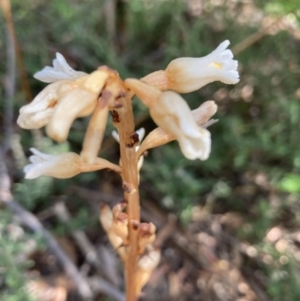 Gastrodia sesamoides at ANBG - 26 Nov 2023