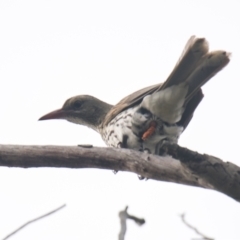 Oriolus sagittatus (Olive-backed Oriole) at Brunswick Heads, NSW - 19 Nov 2023 by macmad