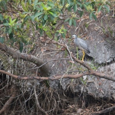 Egretta novaehollandiae (White-faced Heron) at Brunswick Heads, NSW - 19 Nov 2023 by macmad