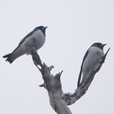 Artamus leucorynchus (White-breasted Woodswallow) at Brunswick Heads, NSW - 19 Nov 2023 by macmad