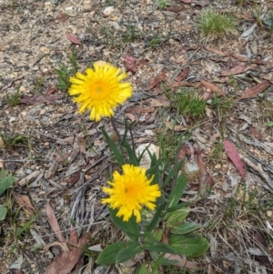 Podolepis jaceoides at Kosciuszko National Park - 26 Nov 2023 10:27 AM