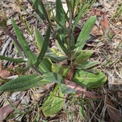 Podolepis jaceoides at Kosciuszko National Park - 26 Nov 2023 10:27 AM