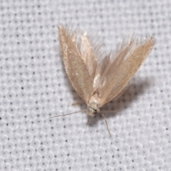 Lepidoptera unclassified ADULT moth at QPRC LGA - 25 Nov 2023 by DianneClarke