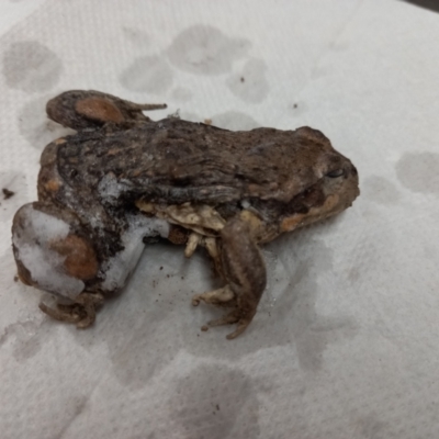 Limnodynastes dumerilii (Eastern Banjo Frog) at Paddys River, ACT - 5 Nov 2023 by jac