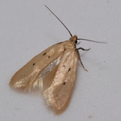Atalopsis heniocha (A concealer moth) at QPRC LGA - 28 Oct 2023 by DianneClarke