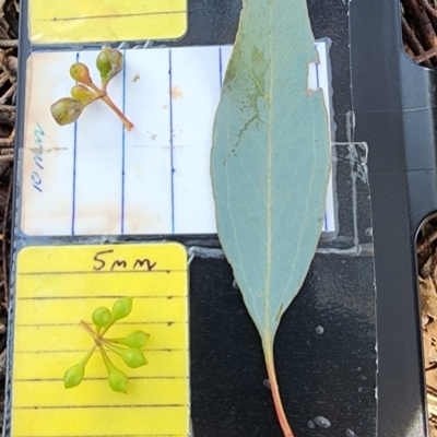 Eucalyptus melliodora (Yellow Box) at Braddon, ACT - 27 Nov 2023 by Steve818