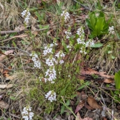 Euphrasia collina subsp. paludosa at Kosciuszko National Park - 25 Nov 2023 by jeremyahagan