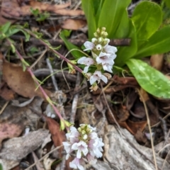 Euphrasia collina subsp. paludosa at Kosciuszko National Park - 26 Nov 2023