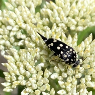 Mordella dumbrelli (Dumbrell's Pintail Beetle) at Pinnacle NR (PIN) - 26 Nov 2023 by Jubeyjubes