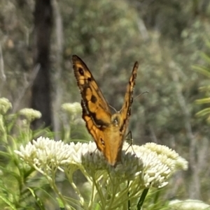 Heteronympha merope at Pinnacle NR (PIN) - 27 Nov 2023