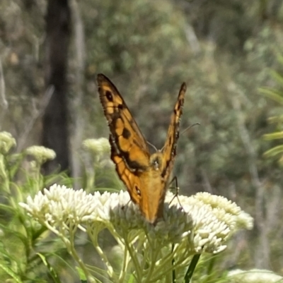 Heteronympha merope (Common Brown Butterfly) at Pinnacle NR (PIN) - 27 Nov 2023 by Jubeyjubes