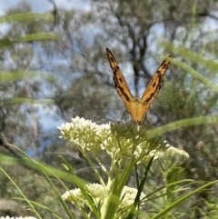 Heteronympha merope at Pinnacle NR (PIN) - 27 Nov 2023 11:07 AM