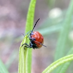 Aporocera (Aporocera) haematodes (A case bearing leaf beetle) at The Pinnacle - 26 Nov 2023 by Jubeyjubes