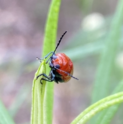 Aporocera (Aporocera) haematodes (A case bearing leaf beetle) at Pinnacle NR (PIN) - 26 Nov 2023 by Jubeyjubes