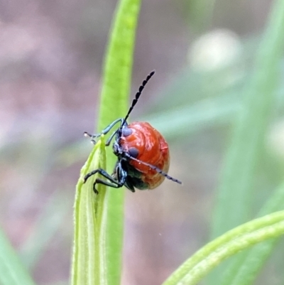 Aporocera (Aporocera) haematodes (A case bearing leaf beetle) at The Pinnacle - 26 Nov 2023 by Jubeyjubes