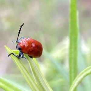 Aporocera (Aporocera) haematodes at Pinnacle NR (PIN) - 27 Nov 2023