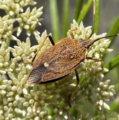 Poecilometis strigatus (Gum Tree Shield Bug) at The Pinnacle - 27 Nov 2023 by Jubeyjubes