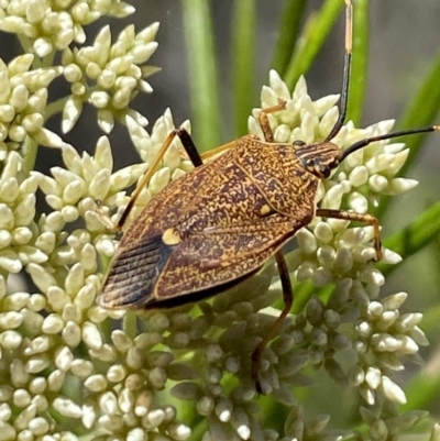 Poecilometis strigatus (Gum Tree Shield Bug) at The Pinnacle - 27 Nov 2023 by Jubeyjubes
