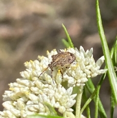 Oncocoris sp. (genus) (A stink bug) at The Pinnacle - 26 Nov 2023 by Jubeyjubes