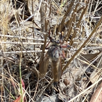 Neoaratus hercules (Herculean Robber Fly) at The Pinnacle - 27 Nov 2023 by Jubeyjubes