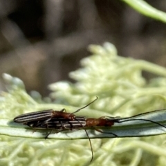 Syllitus rectus (Longhorn beetle) at Pinnacle NR (PIN) - 27 Nov 2023 by Jubeyjubes