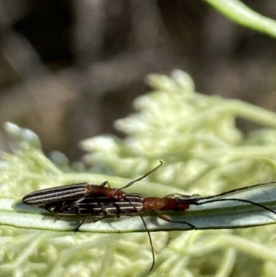 Syllitus microps (Longicorn or Longhorn beetle) at Hawker, ACT - 26 Nov 2023 by Jubeyjubes