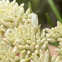 Miridae (family) (Unidentified plant bug) at The Pinnacle - 27 Nov 2023 by Jubeyjubes