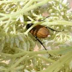 Phyllotocus sp. (genus) (Nectar scarab) at Hawker, ACT - 26 Nov 2023 by Jubeyjubes