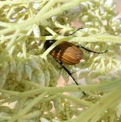 Phyllotocus rufipennis (Nectar scarab) at Pinnacle NR (PIN) - 27 Nov 2023 by Jubeyjubes