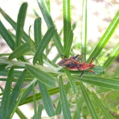 Gminatus australis (Orange assassin bug) at The Pinnacle - 27 Nov 2023 by Jubeyjubes