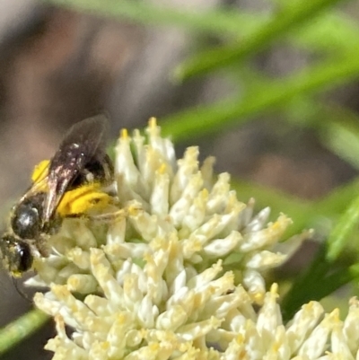 Lasioglossum (Chilalictus) sp. (genus & subgenus) (Halictid bee) at The Pinnacle - 27 Nov 2023 by Jubeyjubes