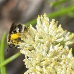 Lasioglossum (Chilalictus) sp. (genus & subgenus) at Pinnacle NR (PIN) - 27 Nov 2023 11:01 AM