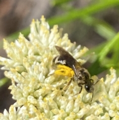 Lasioglossum (Chilalictus) sp. (genus & subgenus) at Pinnacle NR (PIN) - 27 Nov 2023 11:01 AM