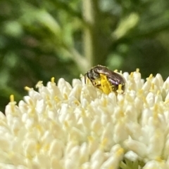 Lasioglossum (Chilalictus) sp. (genus & subgenus) (Halictid bee) at Pinnacle NR (PIN) - 26 Nov 2023 by Jubeyjubes