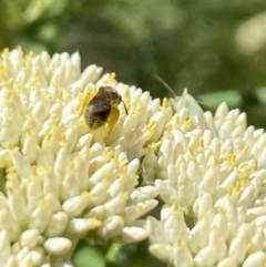 Lasioglossum (Chilalictus) sp. (genus & subgenus) at Pinnacle NR (PIN) - 27 Nov 2023 10:49 AM