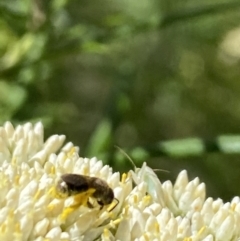 Lasioglossum (Chilalictus) sp. (genus & subgenus) at Pinnacle NR (PIN) - 27 Nov 2023 10:49 AM