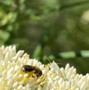 Lasioglossum (Chilalictus) sp. (genus & subgenus) at Pinnacle NR (PIN) - 27 Nov 2023 10:49 AM