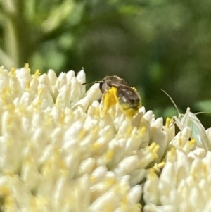 Lasioglossum (Chilalictus) sp. (genus & subgenus) at Pinnacle NR (PIN) - 27 Nov 2023 10:49 AM