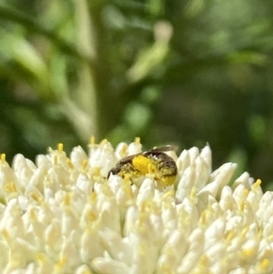 Lasioglossum (Chilalictus) sp. (genus & subgenus) at Pinnacle NR (PIN) - 27 Nov 2023 10:49 AM