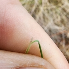 Nassella trichotoma at Mount Majura - 27 Nov 2023 12:50 PM