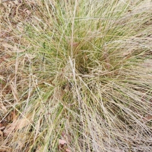 Nassella trichotoma at Mount Majura - 27 Nov 2023