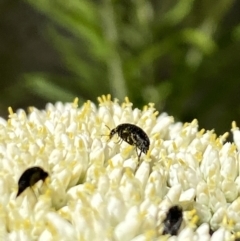 Mordella sp. (genus) (Pintail or tumbling flower beetle) at Pinnacle NR (PIN) - 26 Nov 2023 by Jubeyjubes