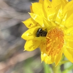 Coleoptera (order) (Unidentified Beetle) at Pinnacle NR (PIN) - 27 Nov 2023 by Jubeyjubes