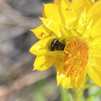 Coleoptera (order) (Unidentified Beetle) at Pinnacle NR (PIN) - 27 Nov 2023 by Jubeyjubes