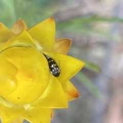 Mordella sp. (genus) (Pintail or tumbling flower beetle) at Pinnacle NR (PIN) - 28 Oct 2023 by Jubeyjubes