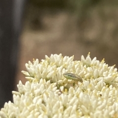 Lygaeidae (family) (Seed bug) at Majura, ACT - 27 Nov 2023 by SilkeSma