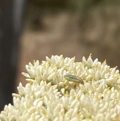 Lygaeidae (family) (Seed bug) at Majura, ACT - 27 Nov 2023 by SilkeSma