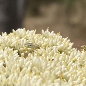 Lygaeidae (family) at Mount Ainslie NR (ANR) - 27 Nov 2023