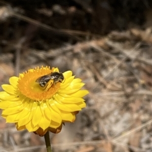 Lasioglossum (Chilalictus) sp. (genus & subgenus) at Mount Ainslie NR (ANR) - 27 Nov 2023